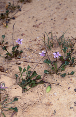 APII jpeg image of Viola sieberiana  © contact APII