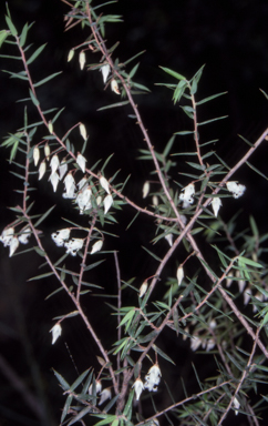 APII jpeg image of Leucopogon setiger  © contact APII