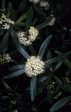 APII jpeg image of Leionema coxii  © contact APII