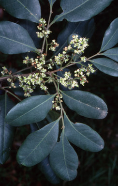 APII jpeg image of Guioa semiglauca  © contact APII