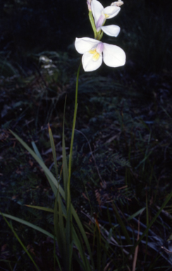 APII jpeg image of Diplarrena moraea  © contact APII