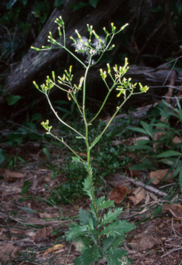 APII jpeg image of Senecio biserratus  © contact APII