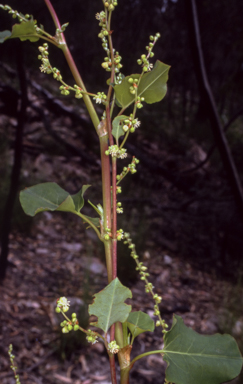 APII jpeg image of Muehlenbeckia rhyticarya  © contact APII