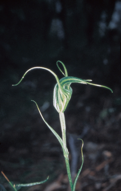 APII jpeg image of Pterostylis laxa  © contact APII