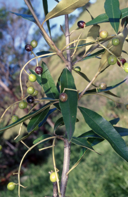 APII jpeg image of Olea europaea subsp. cuspidata  © contact APII