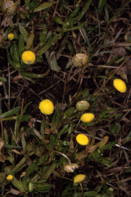 APII jpeg image of Cotula coronopifolia  © contact APII