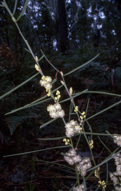APII jpeg image of Acacia suaveolens  © contact APII