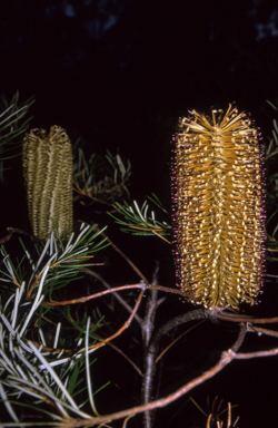APII jpeg image of Banksia spinulosa var. spinulosa  © contact APII