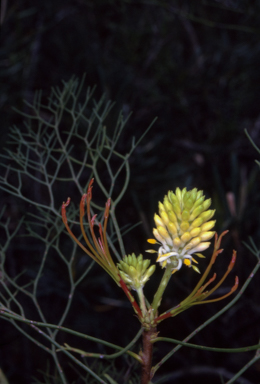 APII jpeg image of Petrophile pedunculata  © contact APII