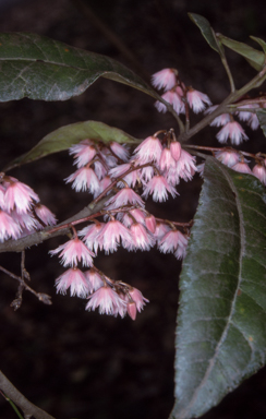 APII jpeg image of Elaeocarpus reticulatus  © contact APII