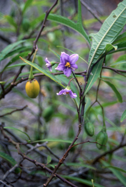 APII jpeg image of Solanum aviculare  © contact APII