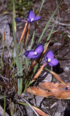 APII jpeg image of Patersonia fragilis  © contact APII