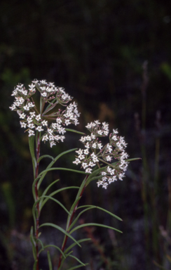 APII jpeg image of Platysace linearifolia  © contact APII