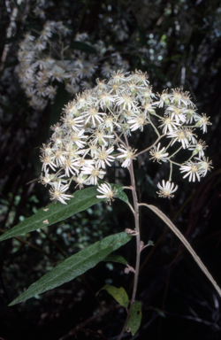 APII jpeg image of Olearia lirata  © contact APII