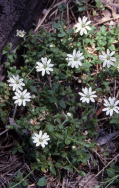 APII jpeg image of Stellaria flaccida  © contact APII