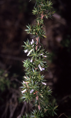 APII jpeg image of Styphelia sieberi  © contact APII