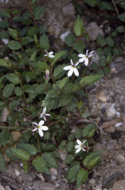 APII jpeg image of Lobelia beaugleholei  © contact APII