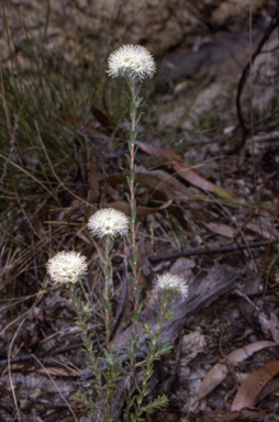 APII jpeg image of Kunzea capitata  © contact APII