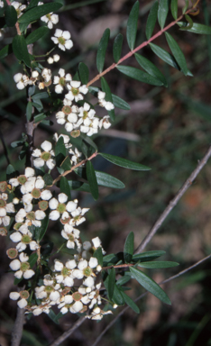 APII jpeg image of Sannantha pluriflora  © contact APII