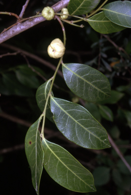 APII jpeg image of Glochidion ferdinandi var. ferdinandi  © contact APII