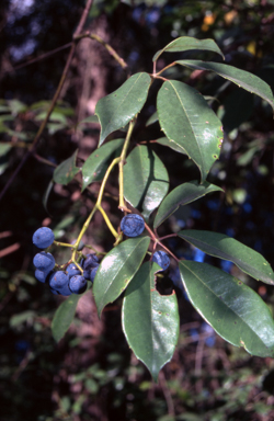 APII jpeg image of Cissus hypoglauca  © contact APII