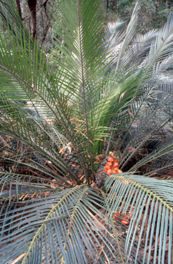 APII jpeg image of Macrozamia communis  © contact APII