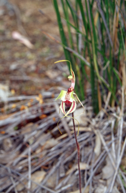 APII jpeg image of Caladenia phaeoclavia  © contact APII