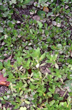 APII jpeg image of Centipeda minima  © contact APII