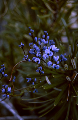 APII jpeg image of Comesperma volubile  © contact APII