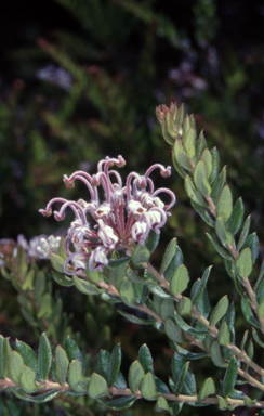 APII jpeg image of Grevillea buxifolia subsp. buxifolia  © contact APII