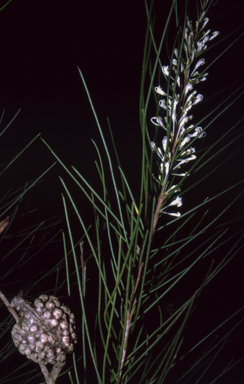 APII jpeg image of Hakea macraeana  © contact APII