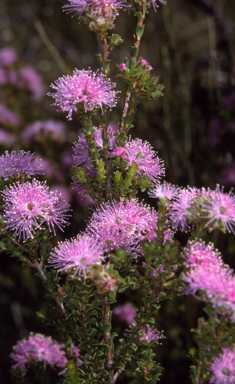 APII jpeg image of Kunzea capitata  © contact APII