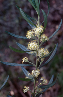 APII jpeg image of Leionema dentatum  © contact APII