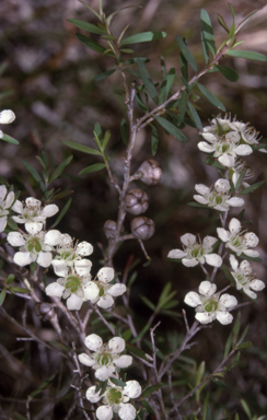 APII jpeg image of Leptospermum polygalifolium subsp. polygalifolium  © contact APII
