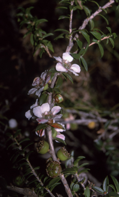 APII jpeg image of Leptospermum squarrosum  © contact APII