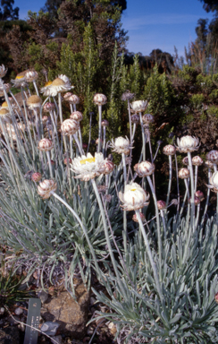 APII jpeg image of Leucochrysum alpinum  © contact APII