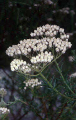 APII jpeg image of Ozothamnus diosmifolius  © contact APII