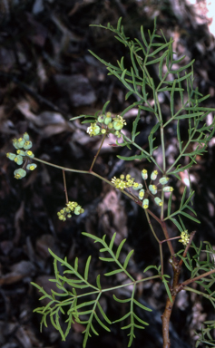 APII jpeg image of Polyscias sambucifolia subsp. Bipinnate leaves  © contact APII