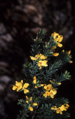 APII jpeg image of Pultenaea altissima  © contact APII