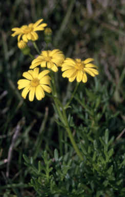 APII jpeg image of Senecio pinnatifolius var. pinnatifolius  © contact APII
