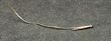 APII jpeg image of Dichelachne critinia  © contact APII