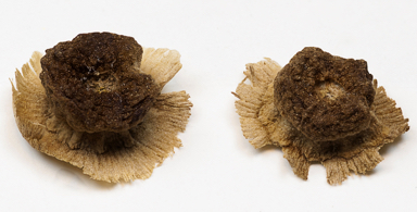 APII jpeg image of Maireana excavata  © contact APII