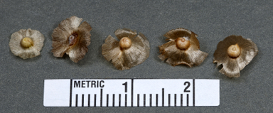 APII jpeg image of Maireana aff. integra  © contact APII