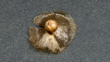 APII jpeg image of Maireana aff. integra  © contact APII