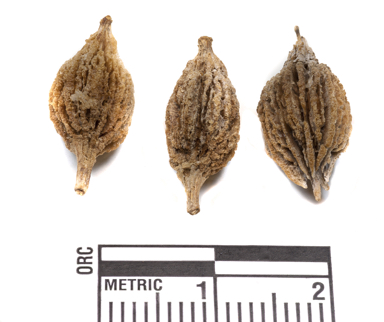 APII jpeg image of Goodenia collaris  © contact APII