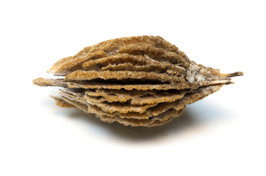 APII jpeg image of Goodenia collaris  © contact APII