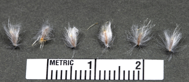 APII jpeg image of Polycalymma stuartii  © contact APII