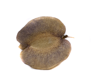 APII jpeg image of Roepera howittii  © contact APII