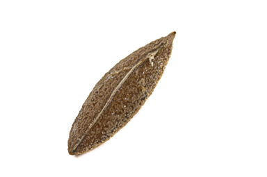 APII jpeg image of Roepera howittii  © contact APII