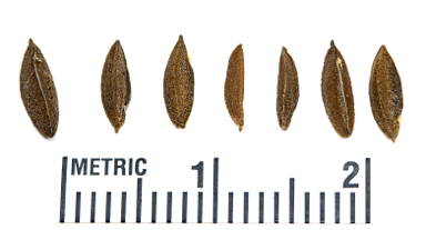 APII jpeg image of Roepera howittii  © contact APII